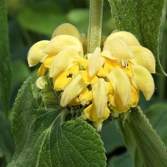 Phlomis fruticosa Vivaces Pepiniere de l Airial