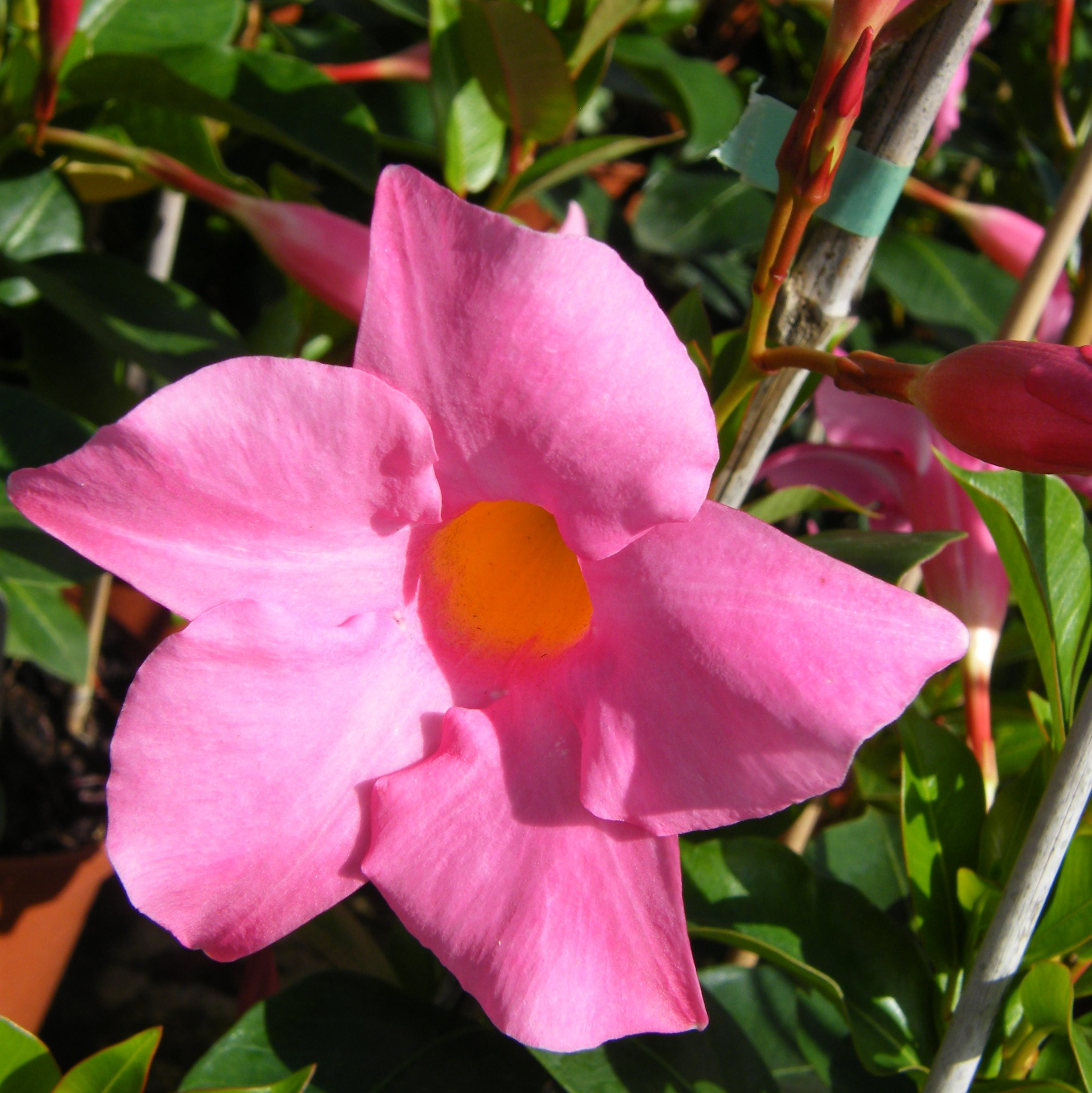 Dipladenia Vivaces Pepiniere de l Airial