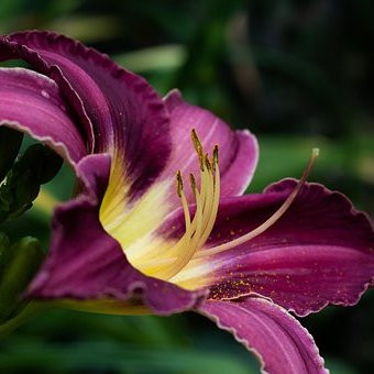 Hemerocalis summer wine Vivaces Pepiniere de l Airial