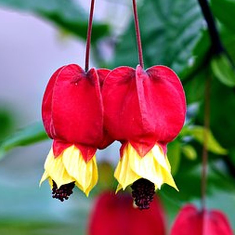 Abutilon Arbustes Pepiniere de l Airial