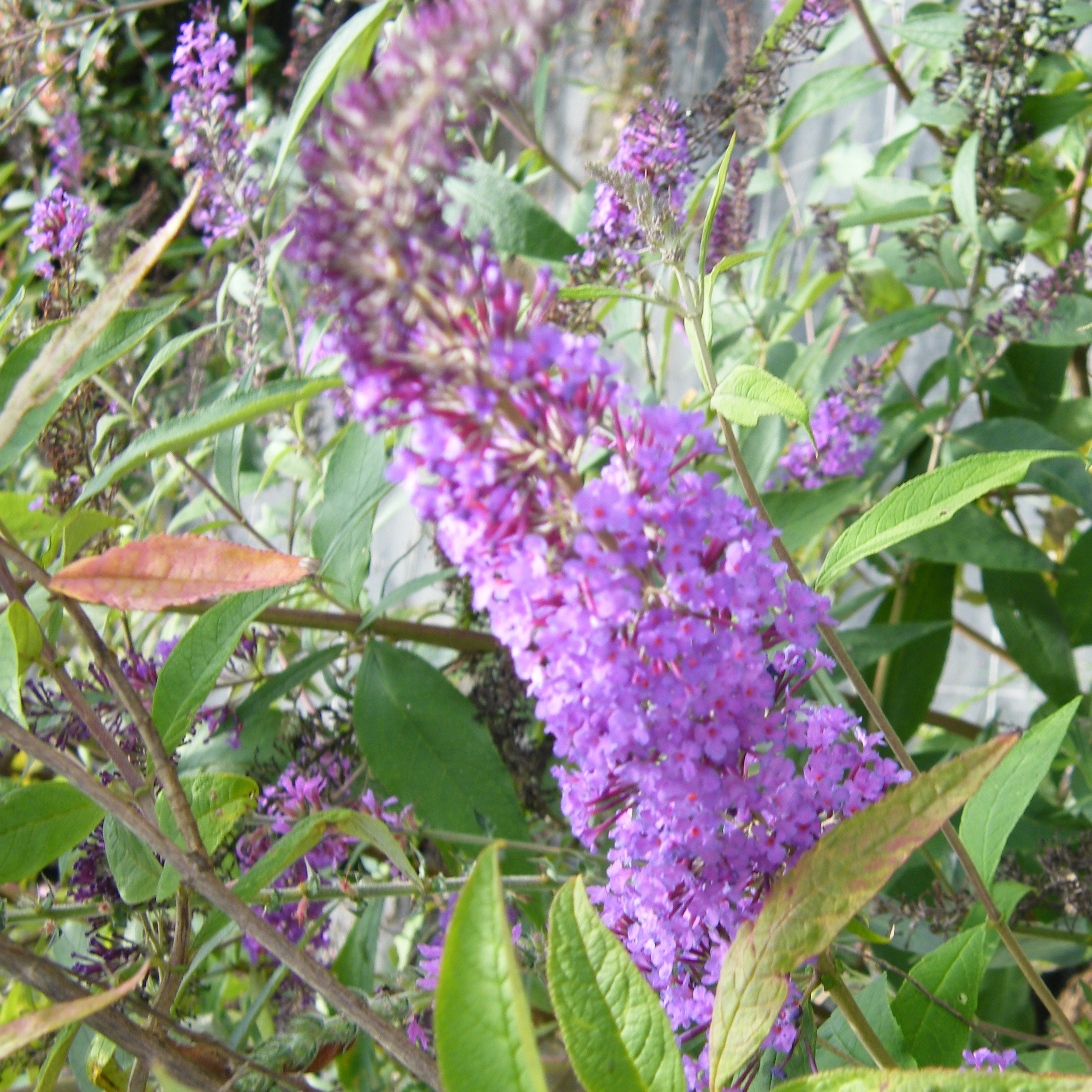 Buddleia royal red Arbustes Pepiniere de l Airial