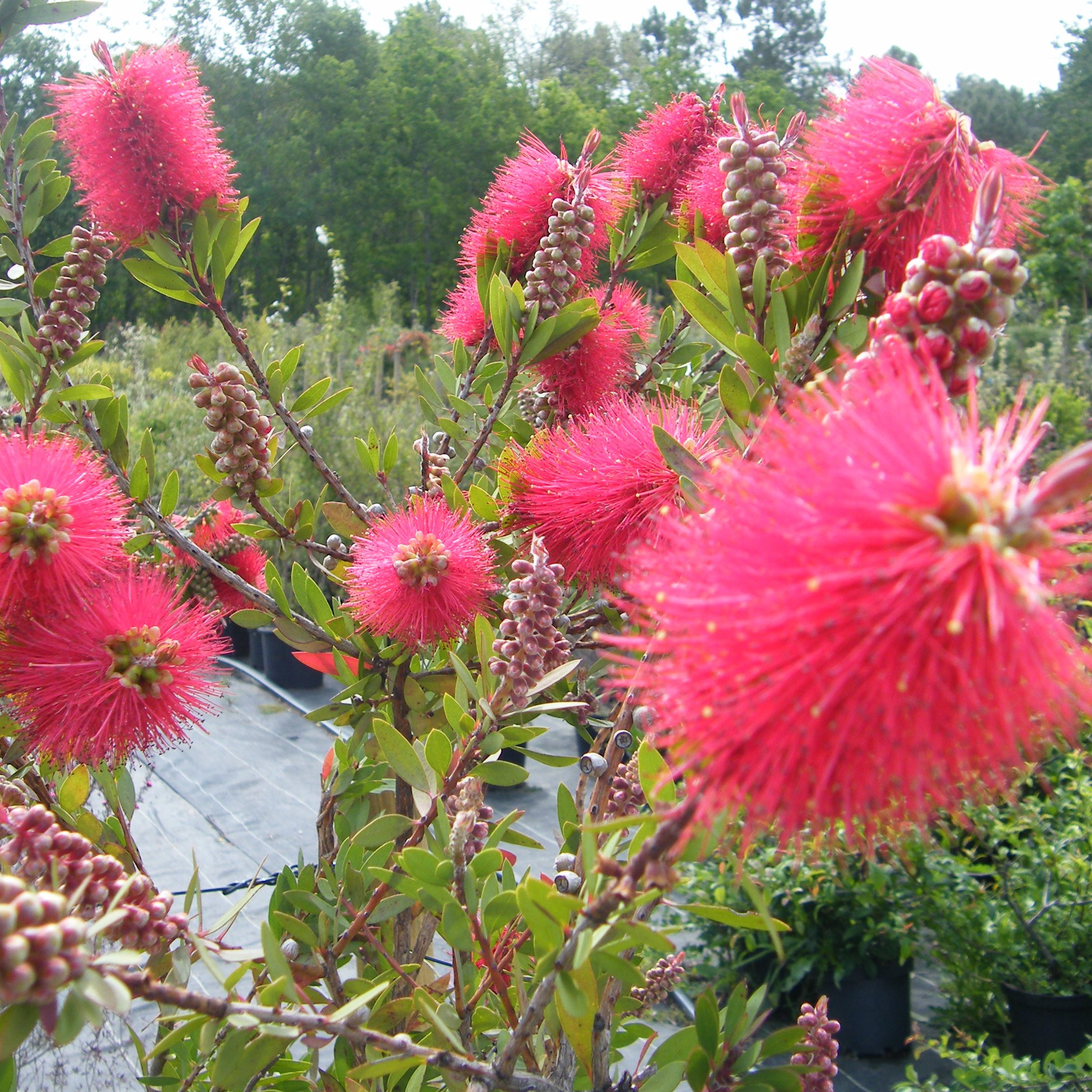 Callistemon leavis Arbustes Pepiniere de l Airial