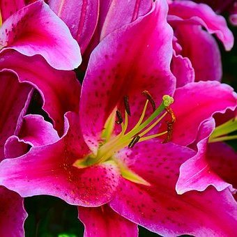 Hemerocalis Pink stripe Vivaces Pepiniere de l Airial