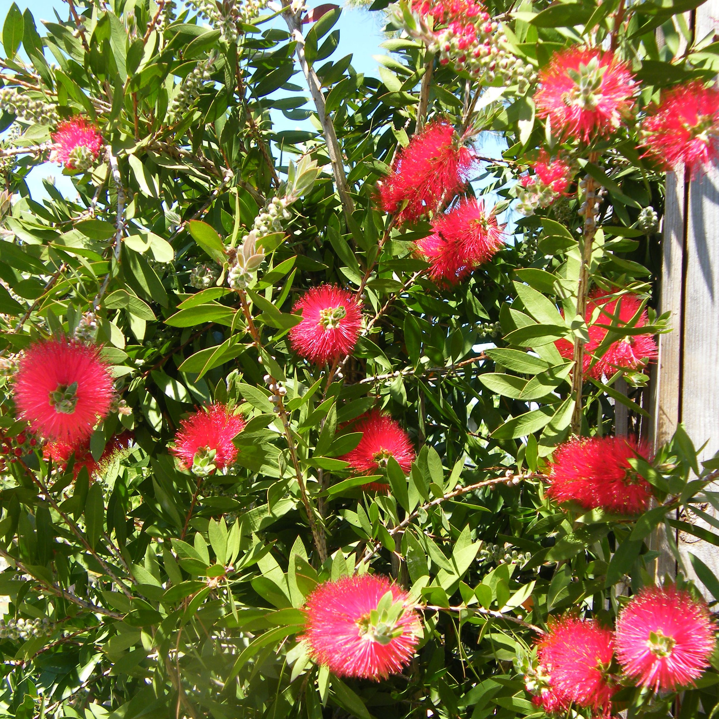 Callistemon leavis Arbustes Pepiniere de l Airial