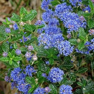 Ceanothe Arbustes Pepiniere de l Airial