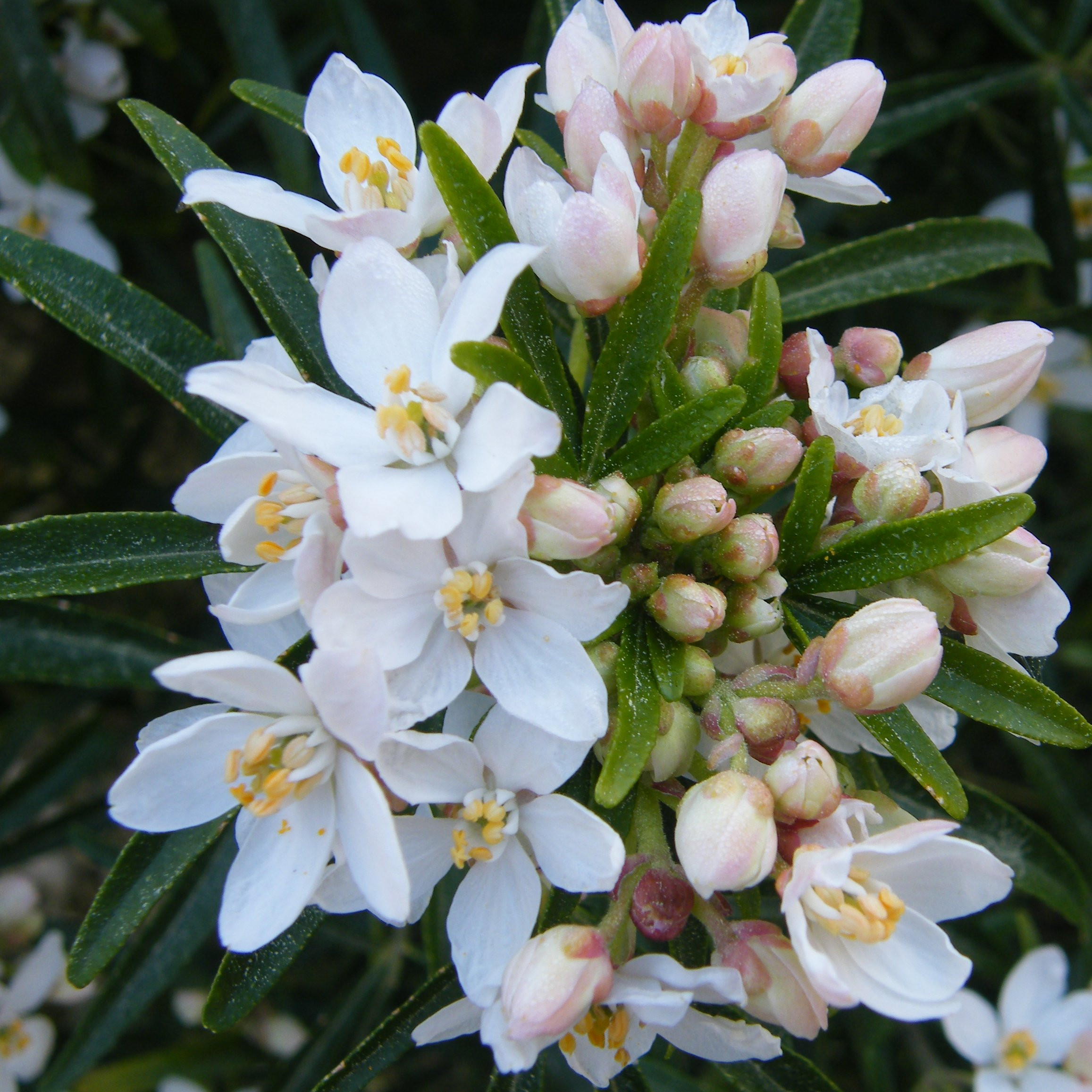 Choisya Aztec pearl Arbustes Pepiniere de l Airial