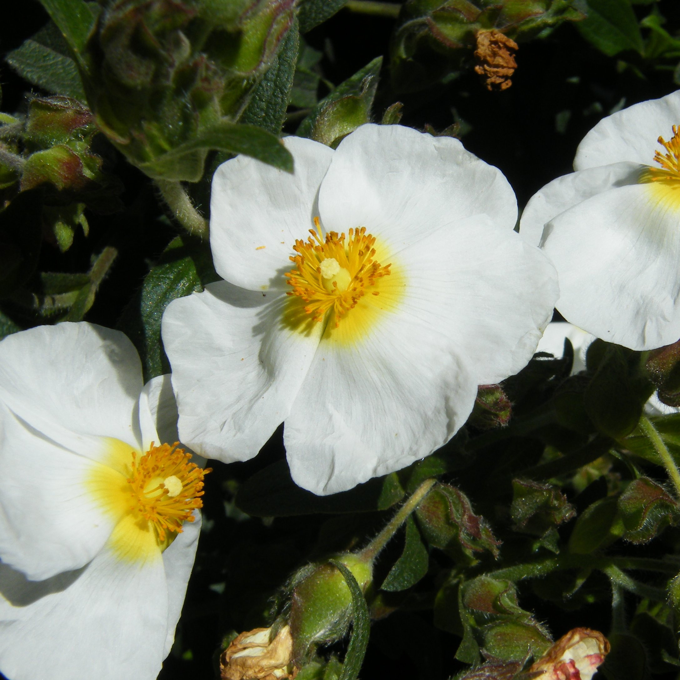 Cistus florentinus Arbustes Pepiniere de l Airial