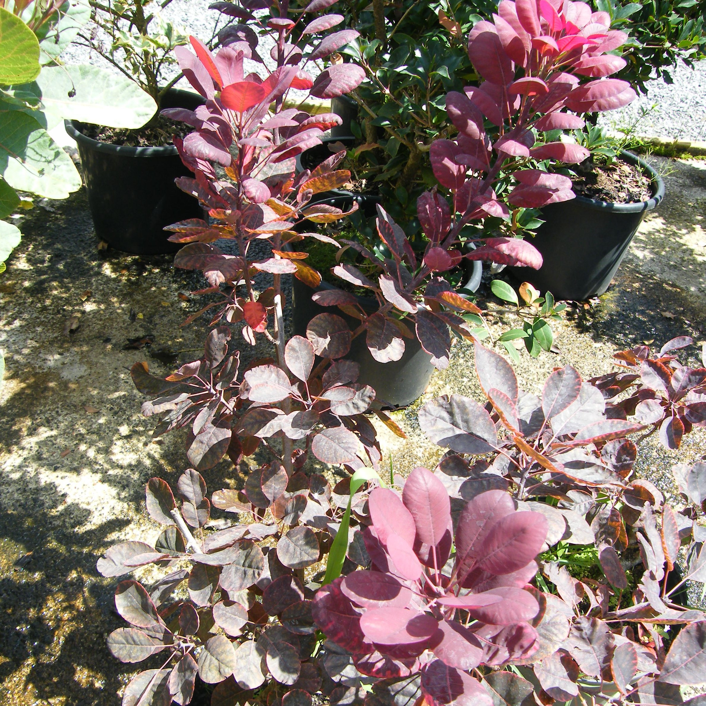 Cotinus Royal purple Arbustes Pepiniere de l Airial