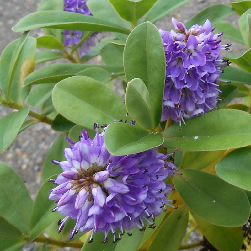 Hebe Blue Gem Arbustes Pepiniere de l Airial