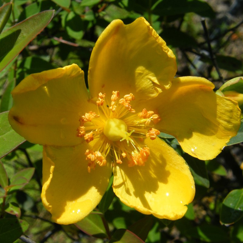 Hypericum Arbustes Pepiniere de l Airial