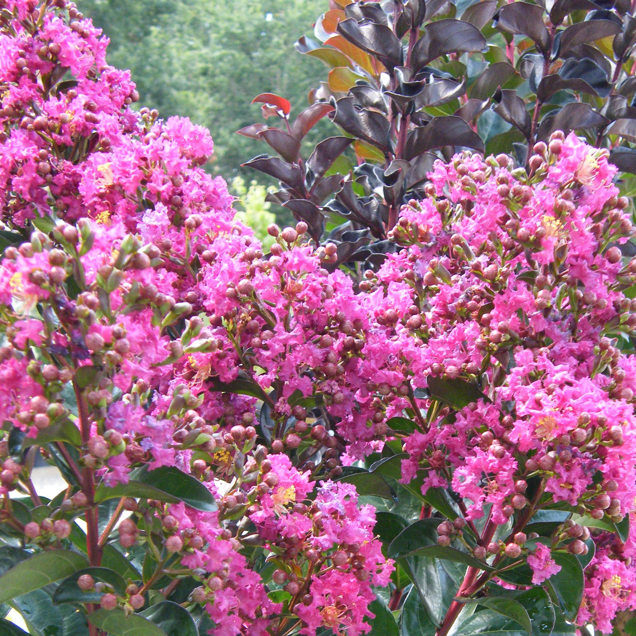 Lagerstroemia Arbustes Pepiniere de l Airial