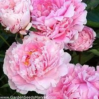 Pivoine Sarah Bernhardt Vivaces Pepiniere de l Airial
