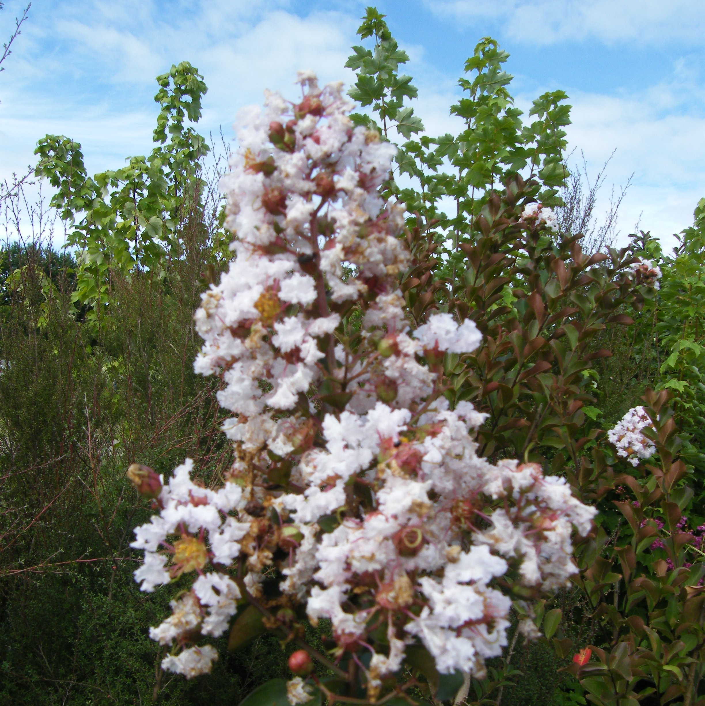 Lagerstroemia Arbustes Pepiniere de l Airial