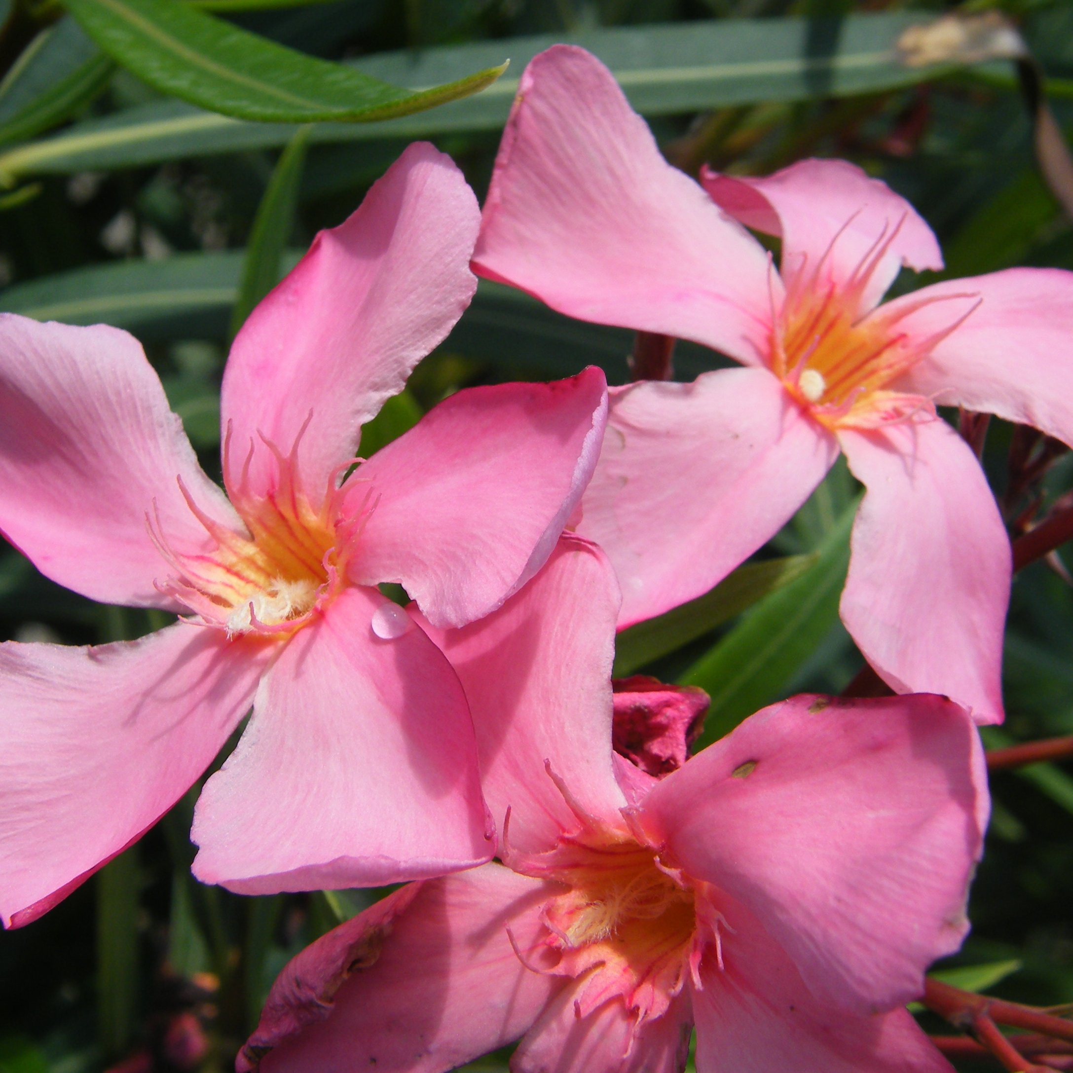 Plantes mediterraneennes