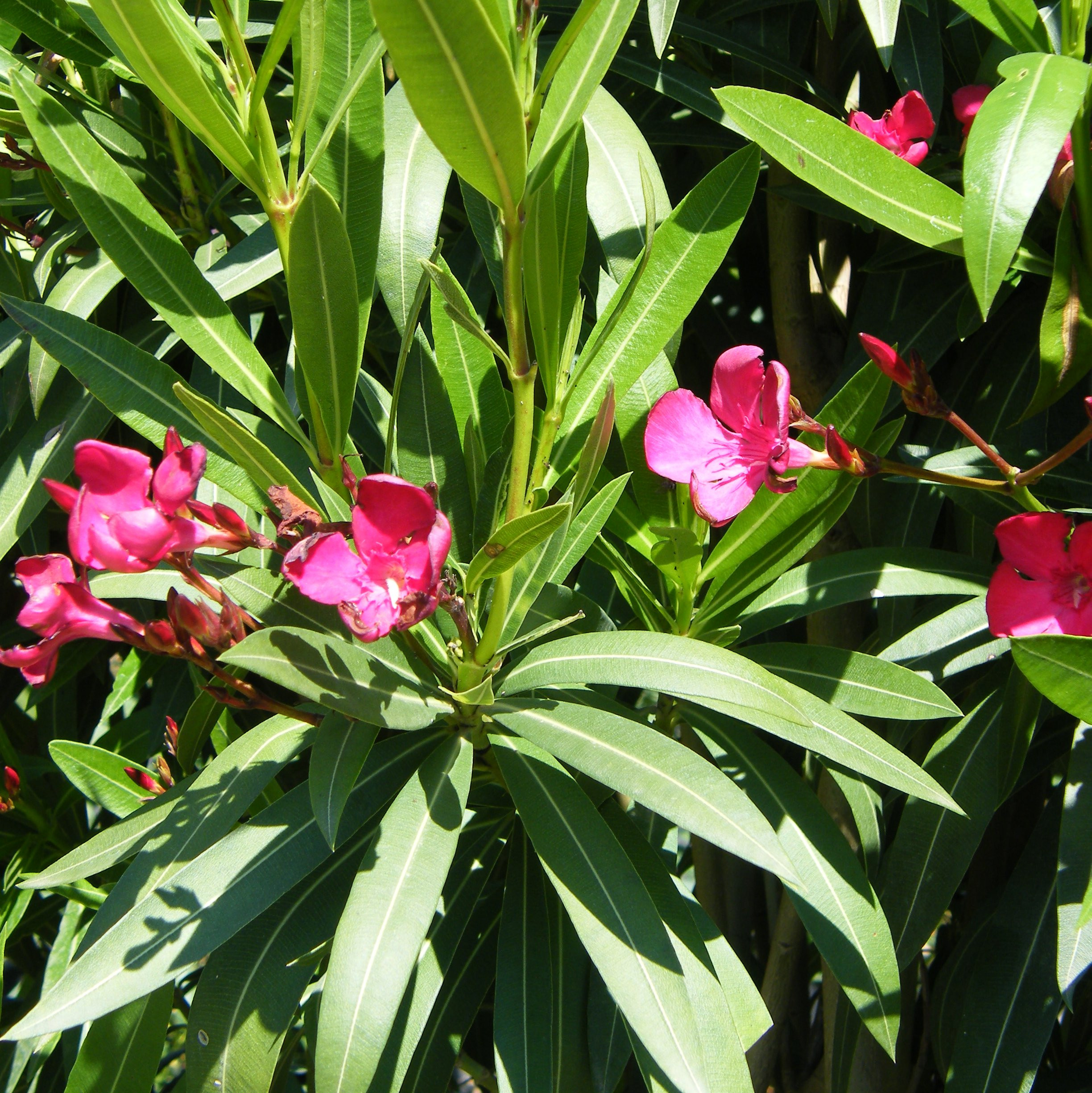Plantes mediterraneennes