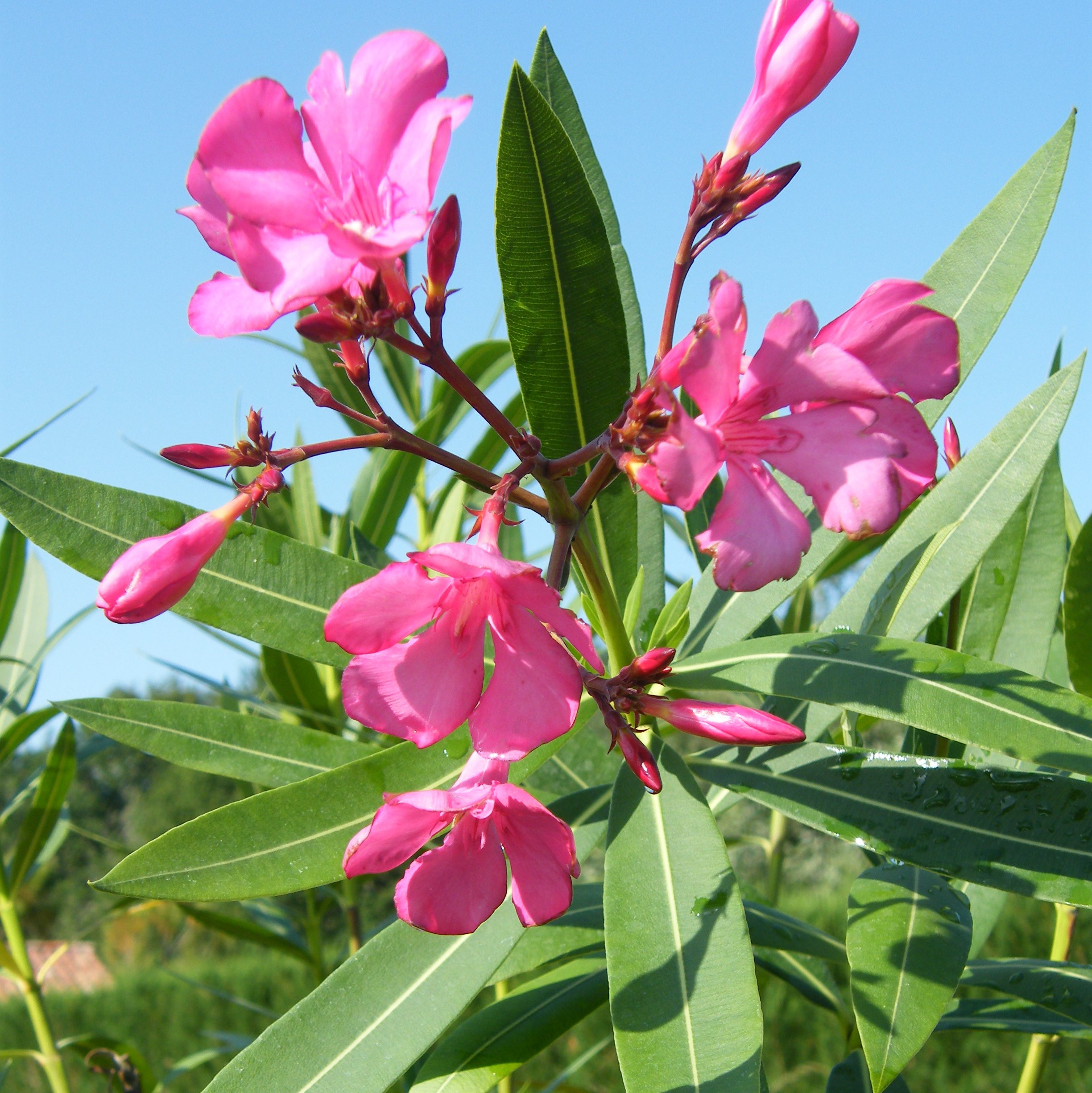 Plantes mediterraneennes