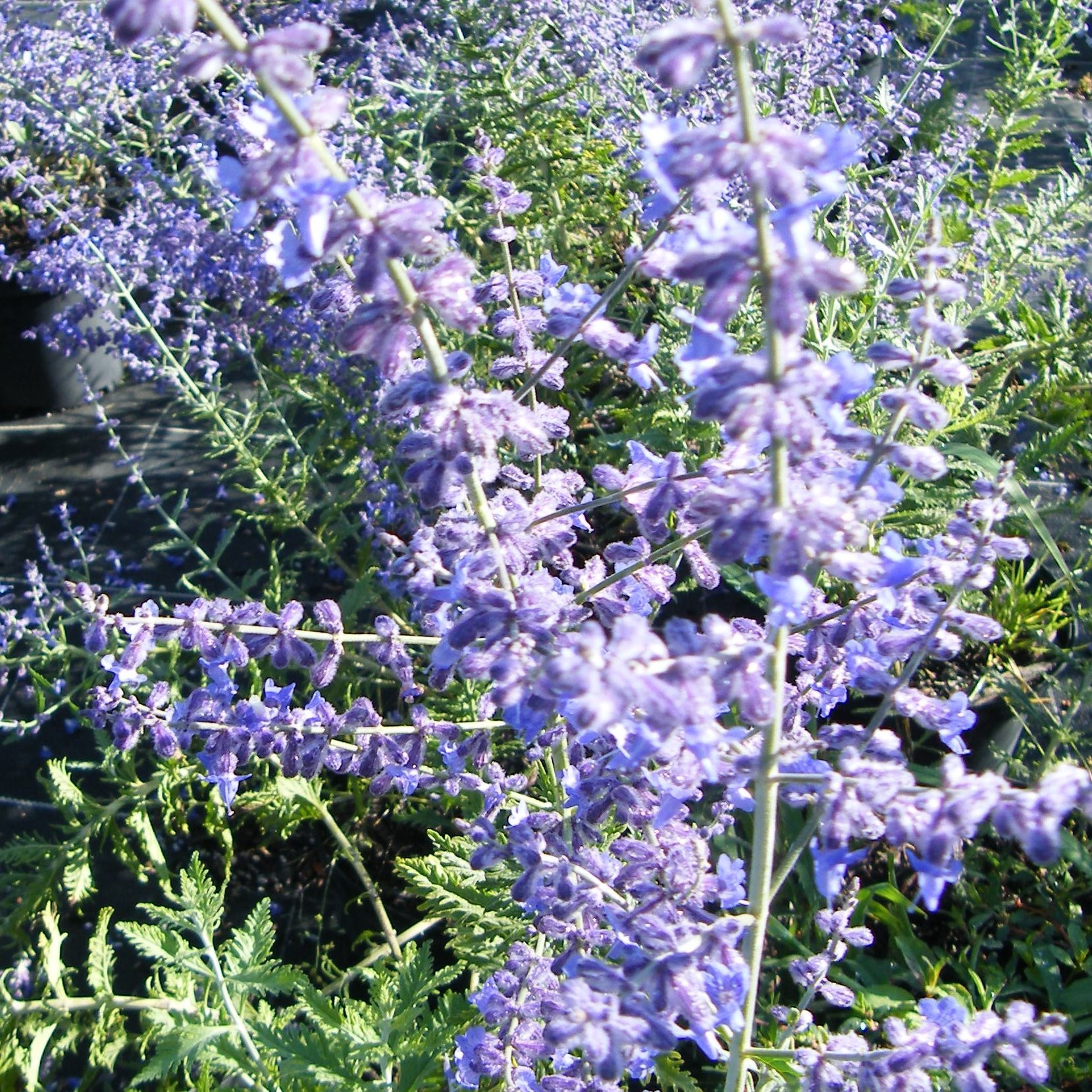 Perovskia Arbustes Pepiniere de l Airial