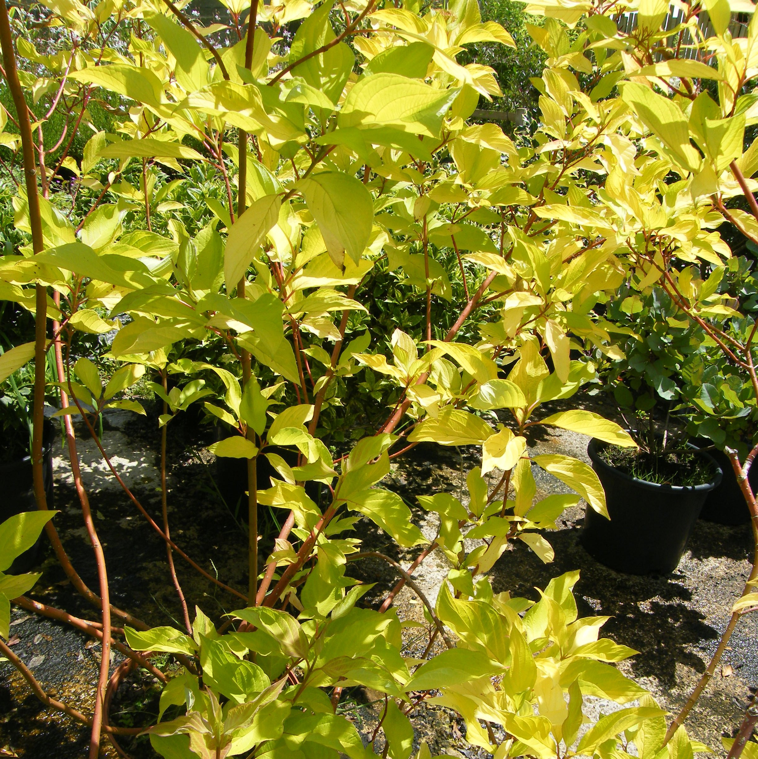 Physocarpus Darts Gold Arbustes Pepiniere de l Airial