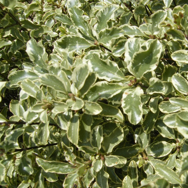 Pittosporum tenuifolium Arbustes Pepiniere de l Airial