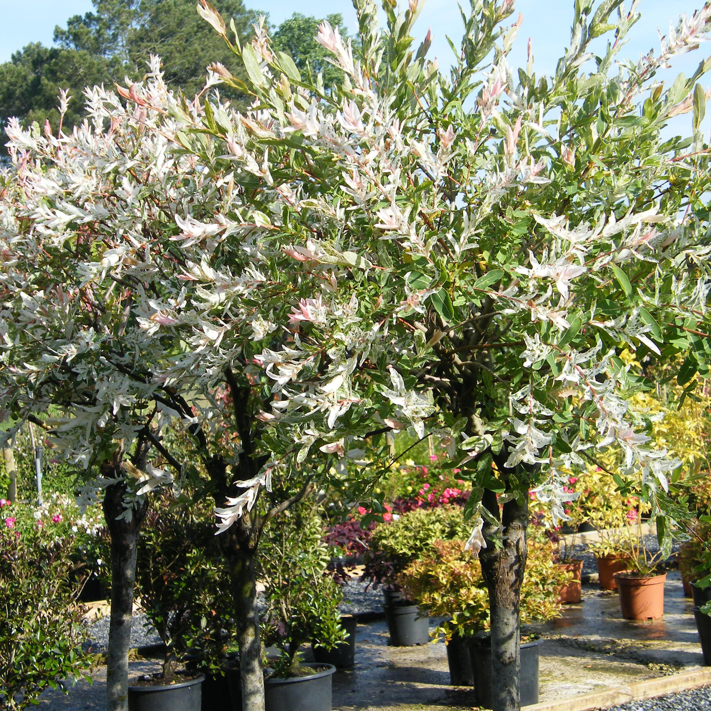 Salix Hakuro Nishiki Arbustes Pepiniere de l Airial