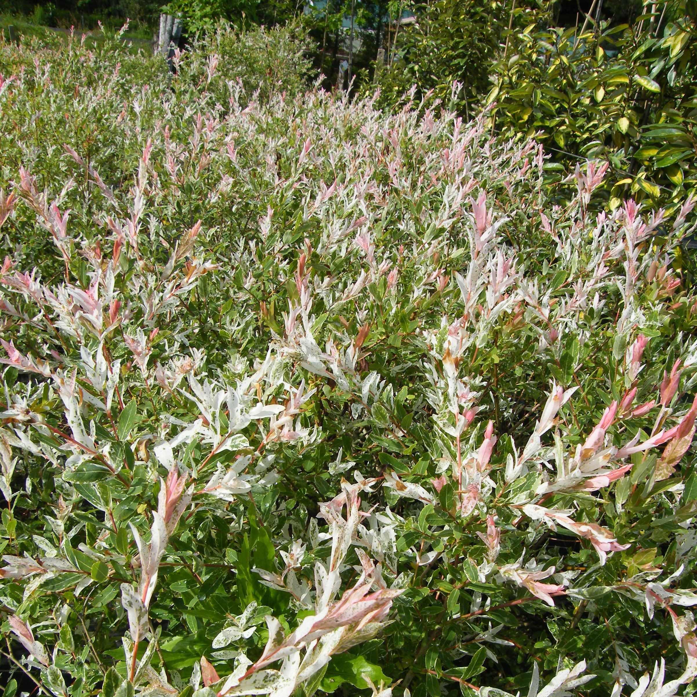 Salix Hakuro Nishiki Arbustes Pepiniere de l Airial