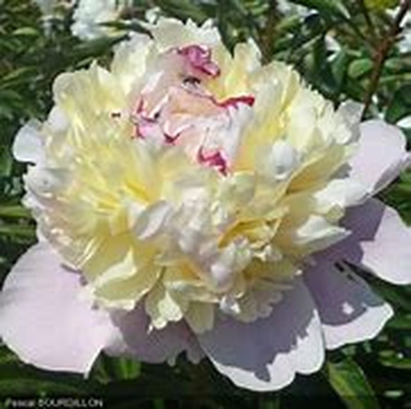 Pivoine Jeanne d arc Vivaces Pepiniere de l Airial