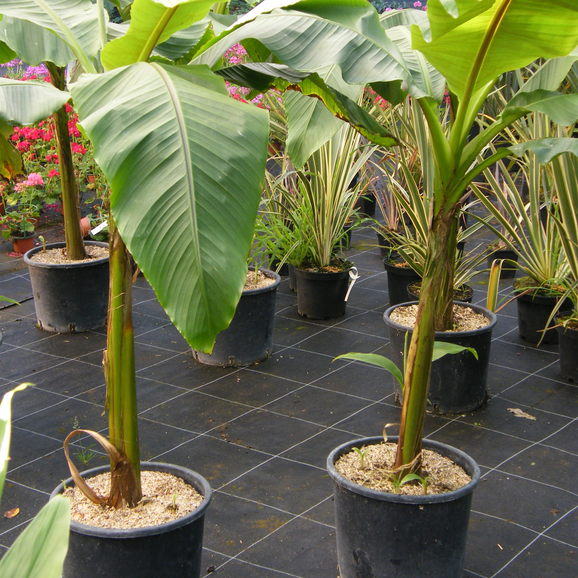 Bananier Musa Basjoo Pepiniere de l Airial