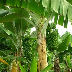 Bananier Musa Basjoo Pepiniere de l Airial