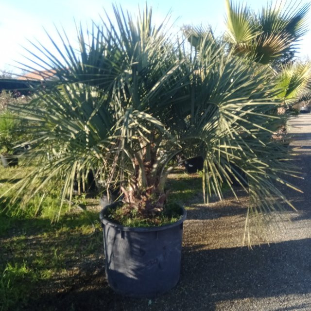 Butia capitata Pepiniere de l Airial