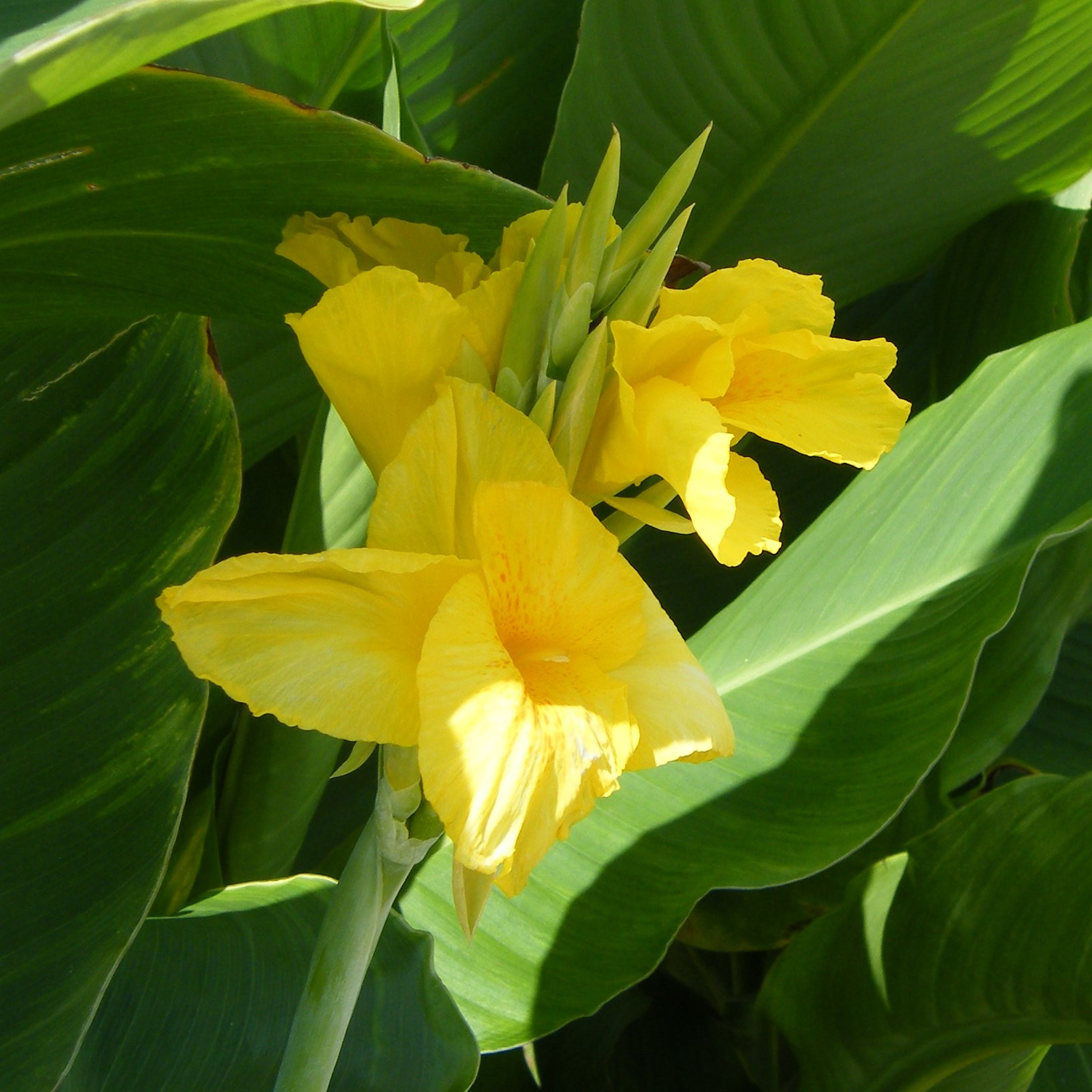 Canna Pepiniere de l Airial