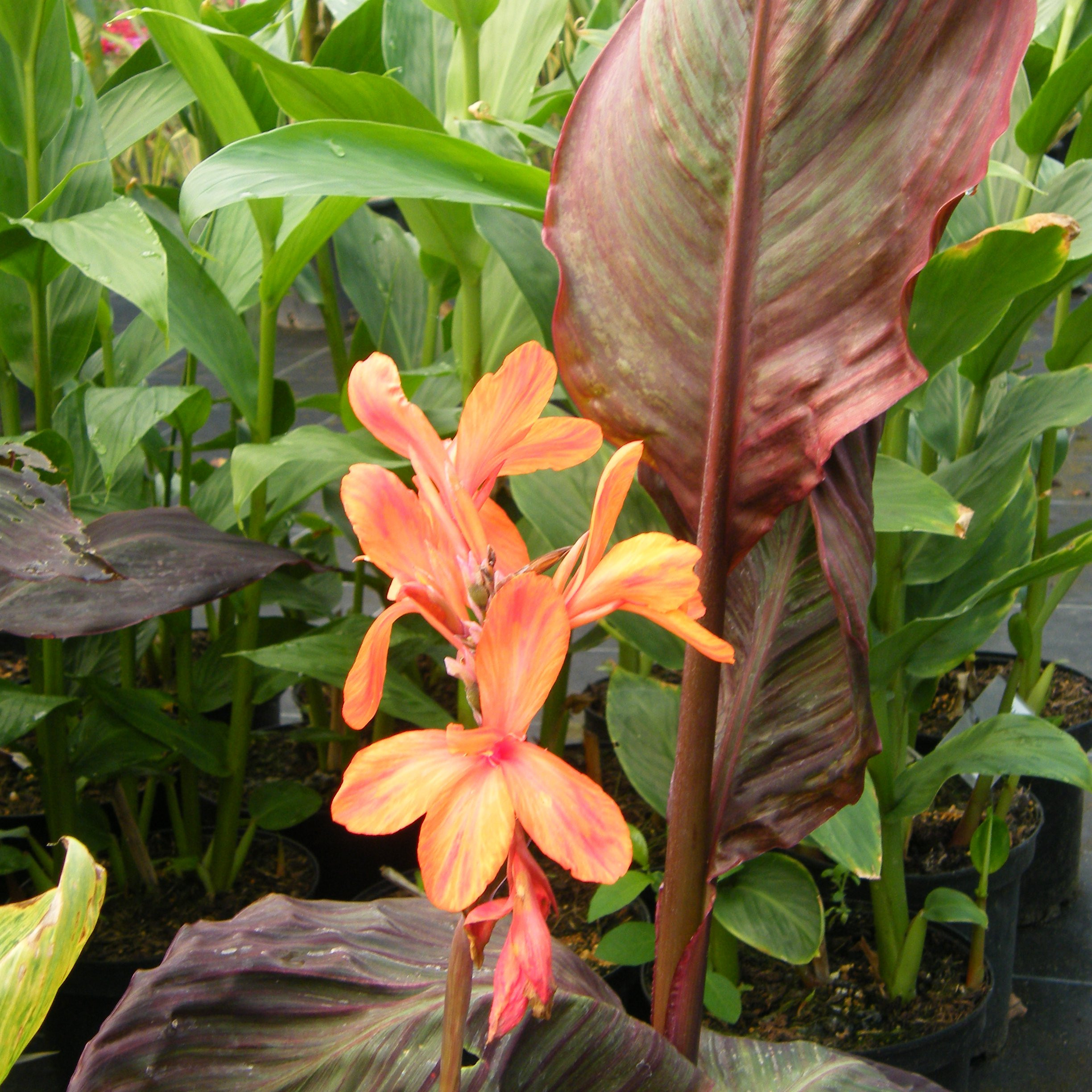 Canna Pepiniere de l Airial