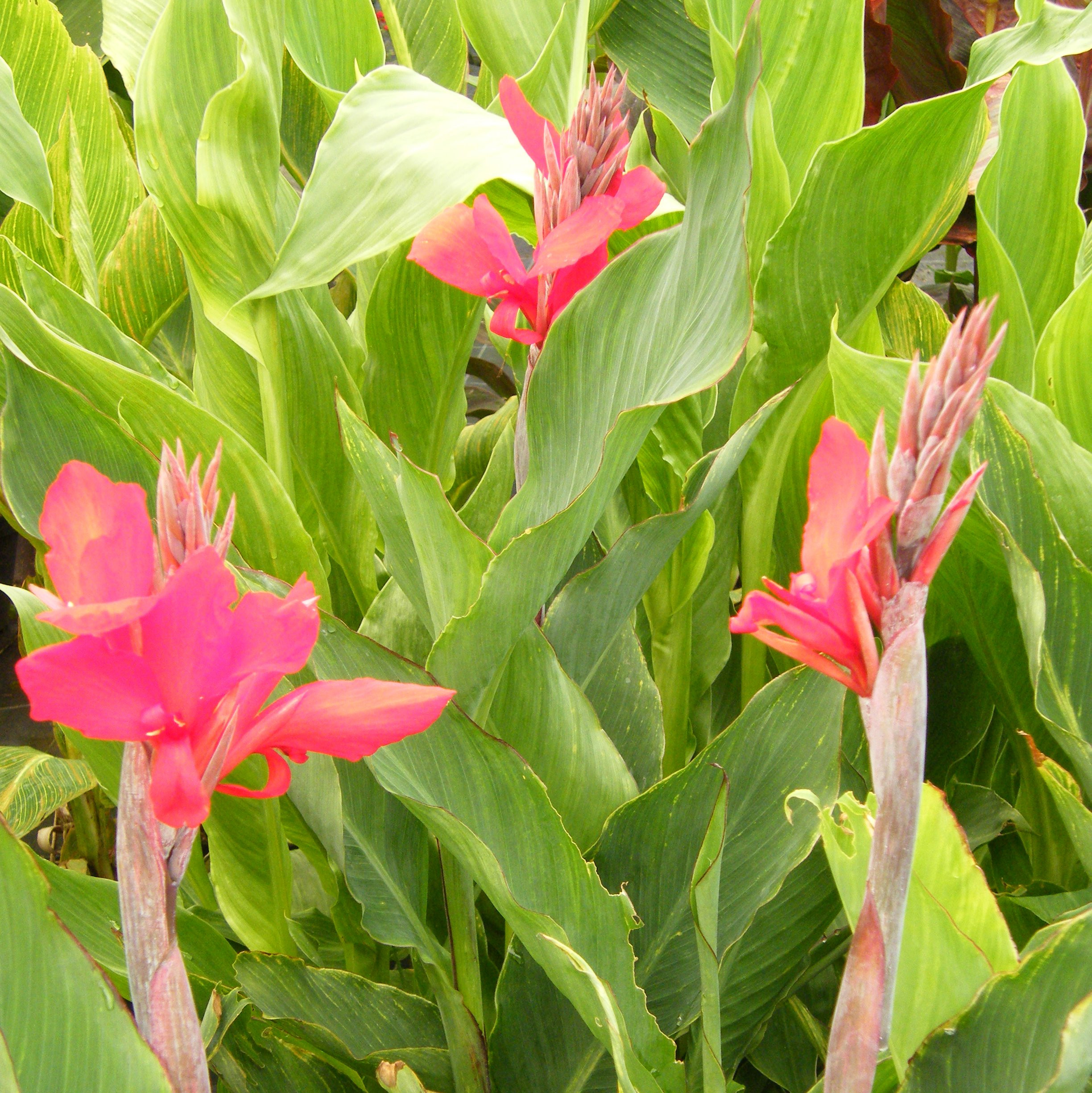 Canna Pepiniere de l Airial