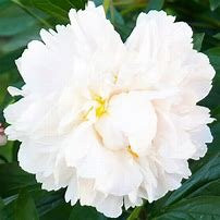 Pivoine Gardenia Vivaces Pepiniere de l Airial