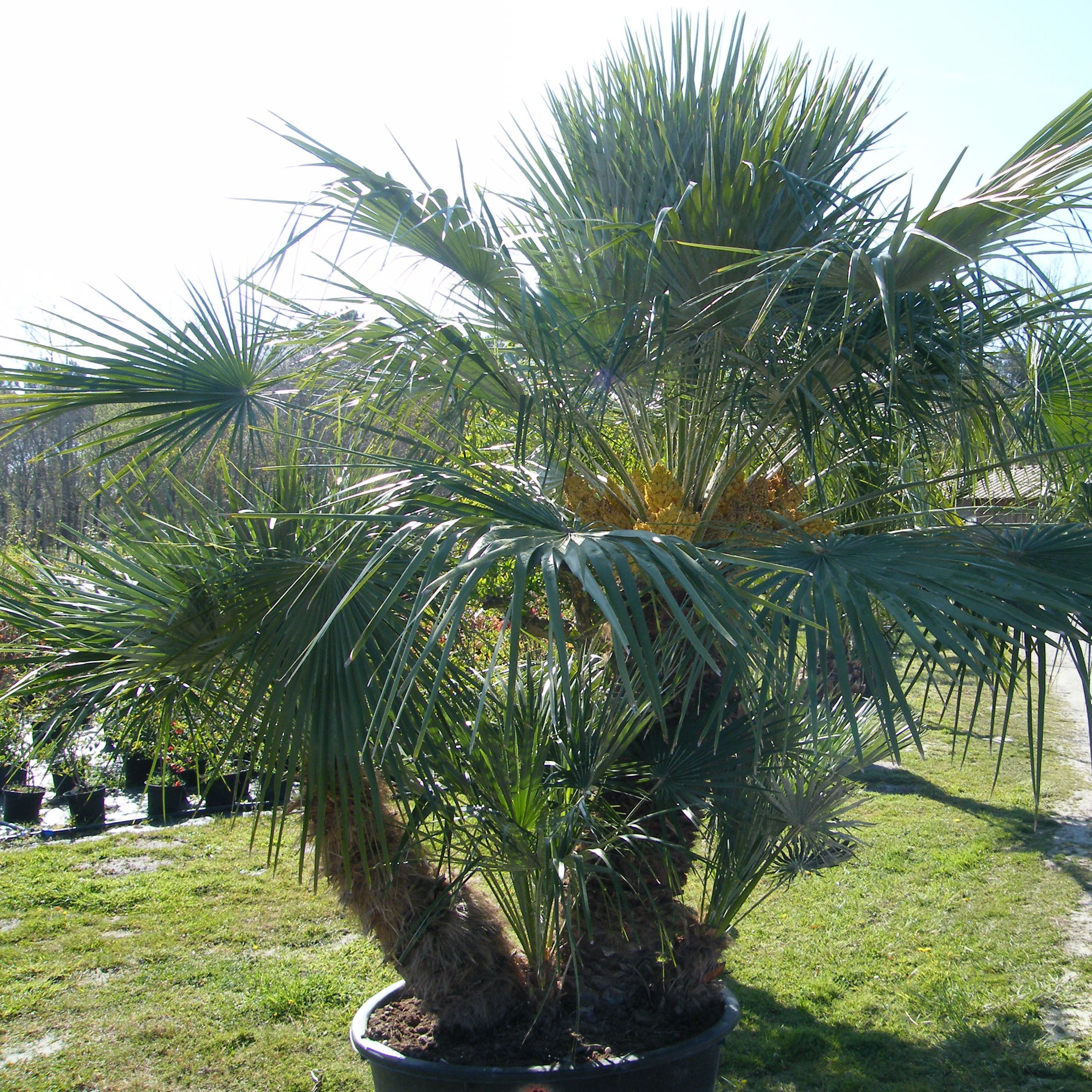 Chamaerops humilis Pepiniere de l Airial
