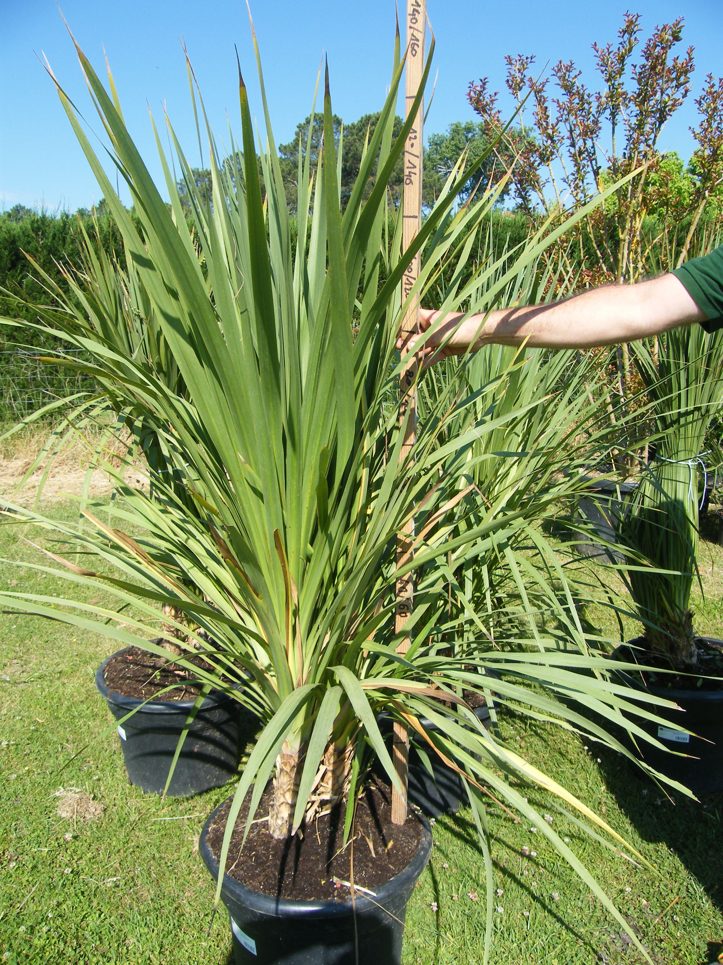 Cordyline australis Pepiniere de l Airial