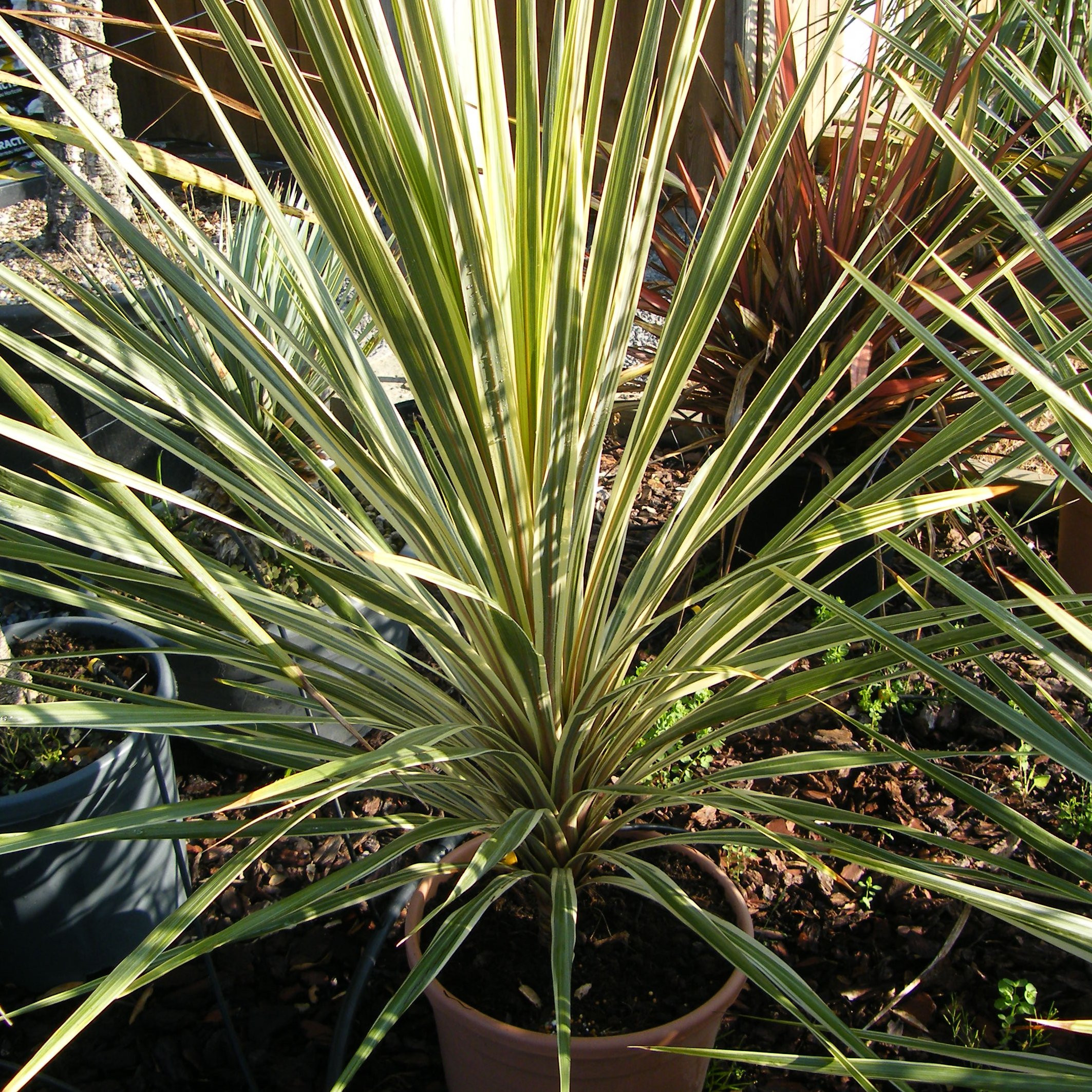 Cordyline varie Pepiniere de l Airial