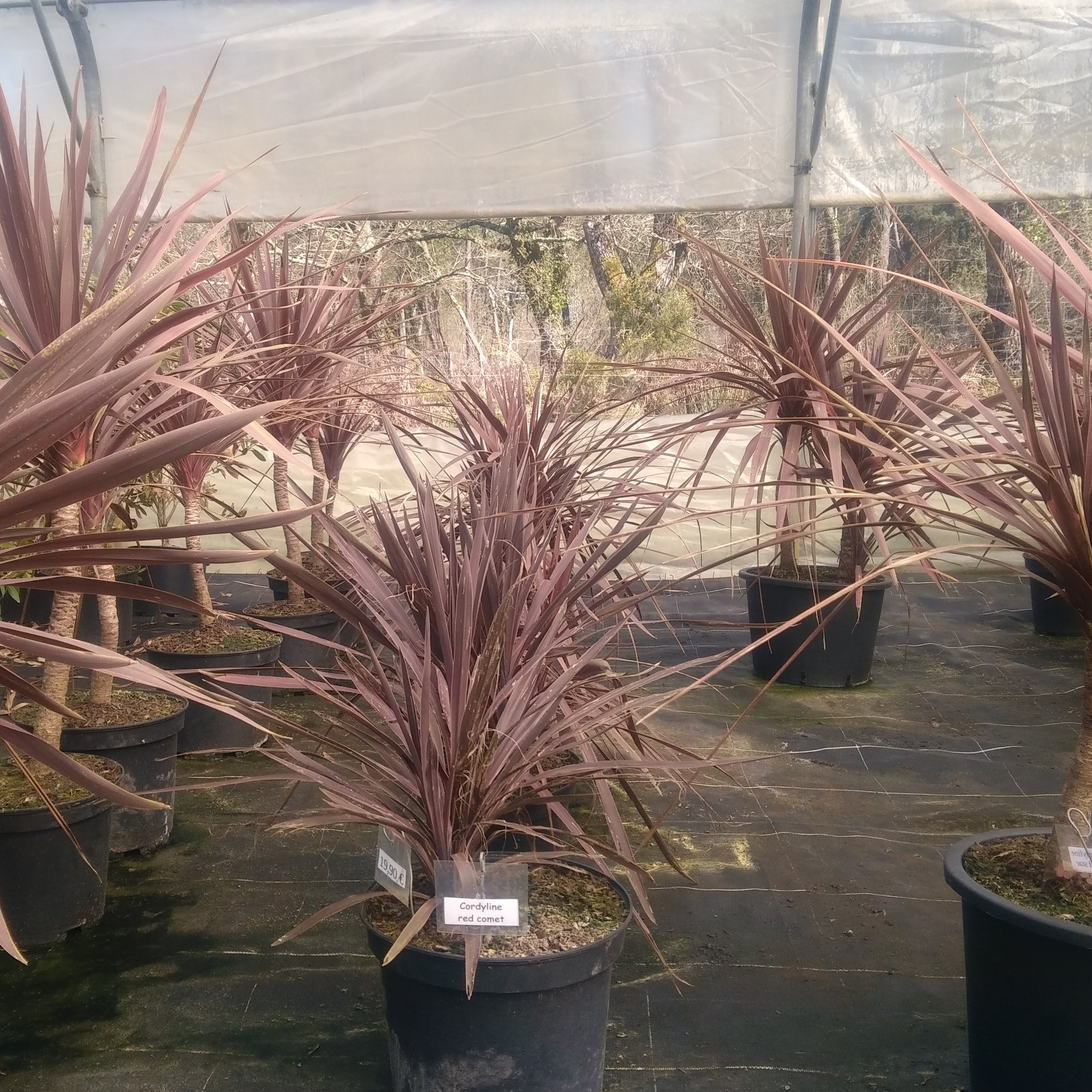 Cordyline varie Pepiniere de l Airial