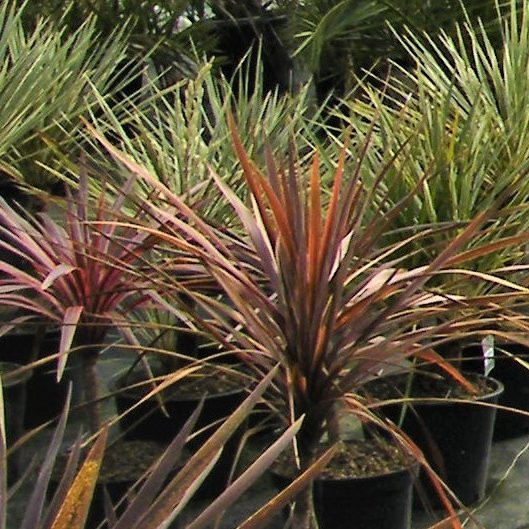 Cordyline varie Pepiniere de l Airial