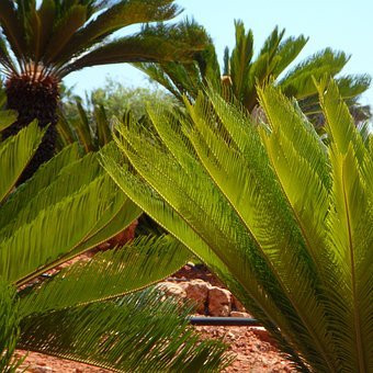 Cycas revoluta Pepiniere de l Airial
