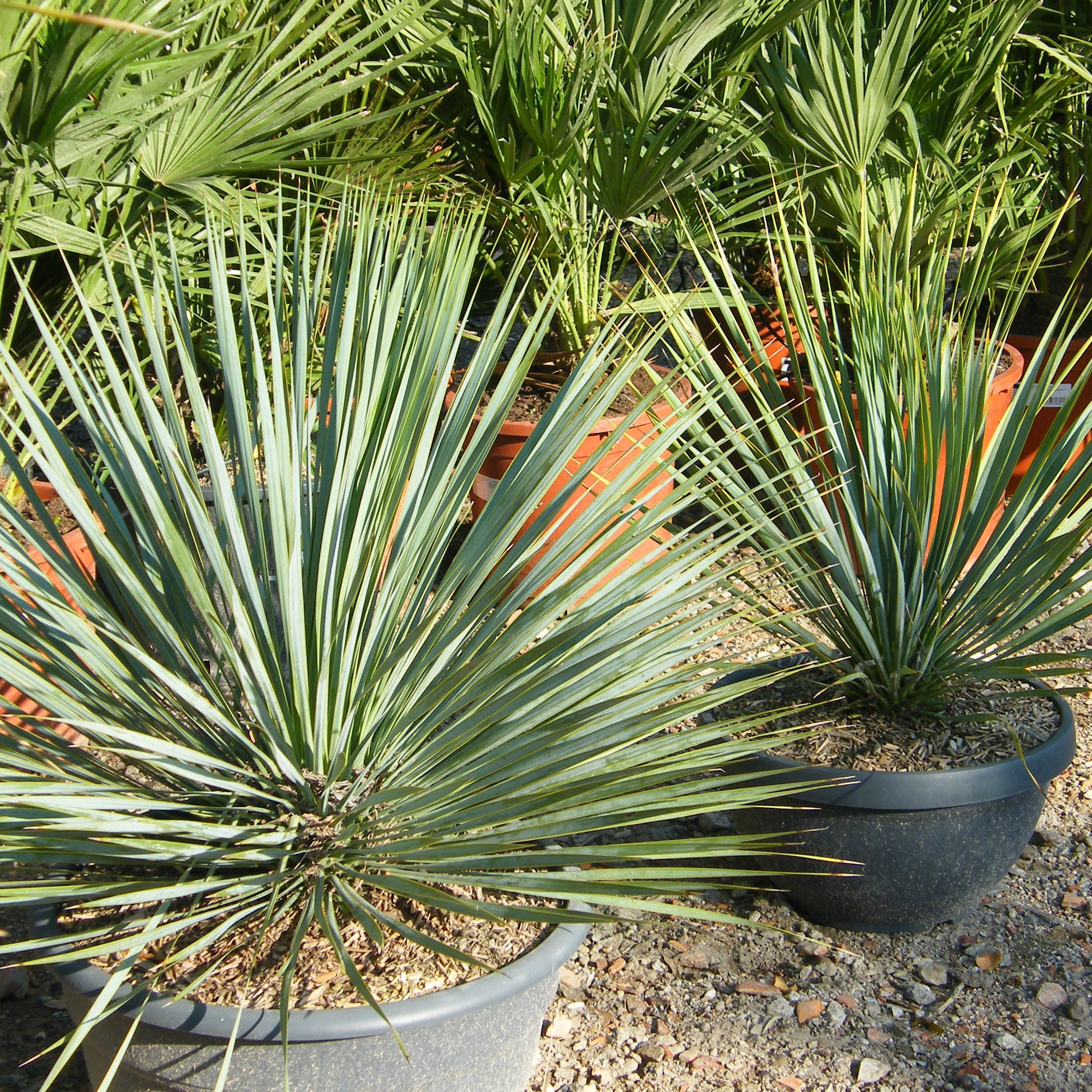 Yucca rostrata Pepiniere de l Airial