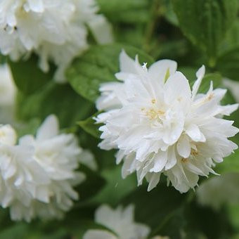 Philadelphus Minnesota Snowflake Arbustes Pepiniere de l Airial