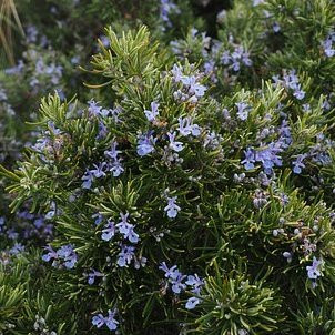 Romarin Arbustes Pepiniere de l Airial