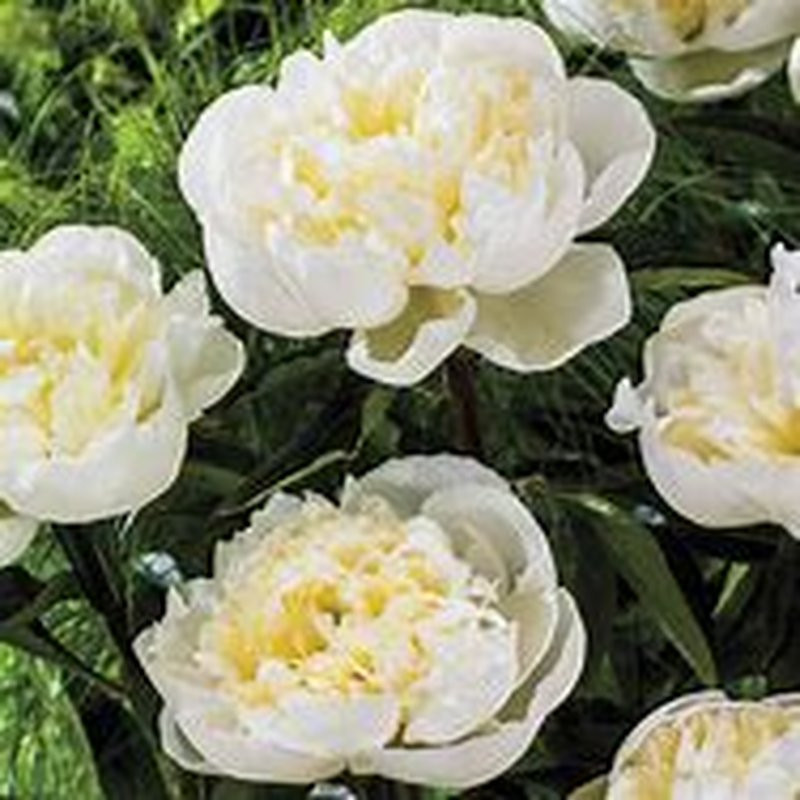 Pivoine Duchesse de Nemours Vivaces Pepiniere de l Airial