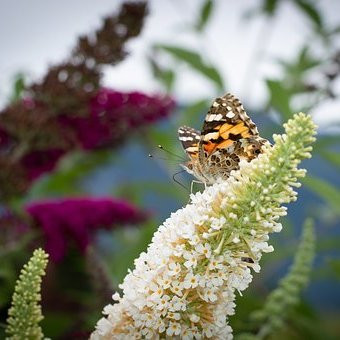 Buddleia royal red Arbustes Pepiniere de l Airial