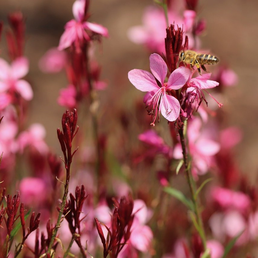 Gaura Red color Vivaces Pepiniere de l Airial