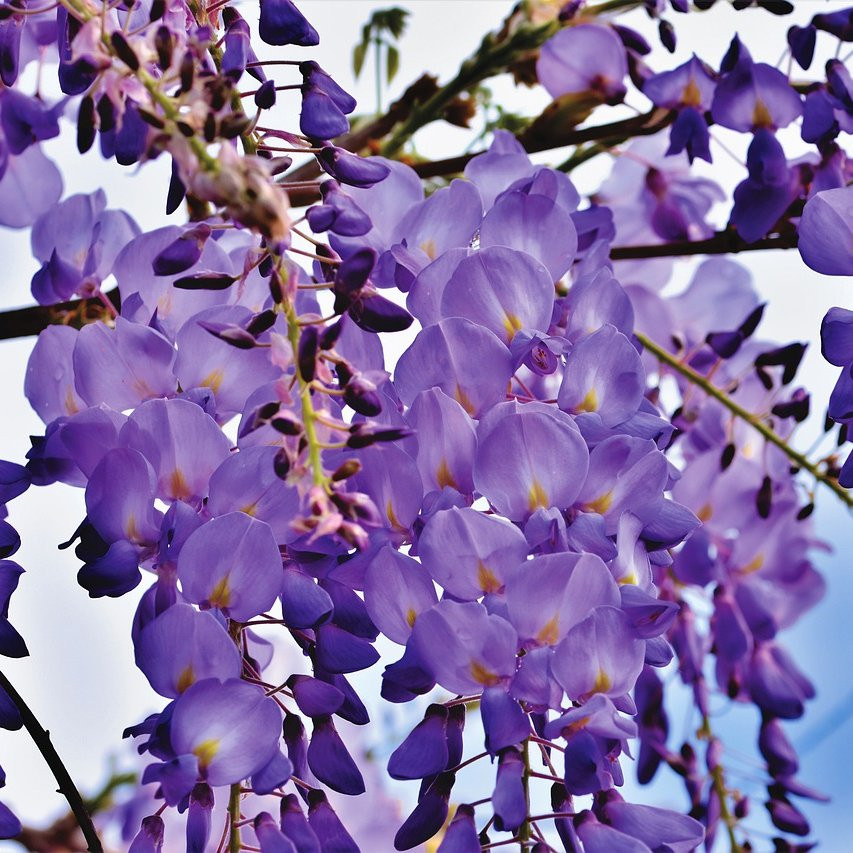 Glycine wisteria sinensis Plantes grimpantes Pepiniere de l Airial