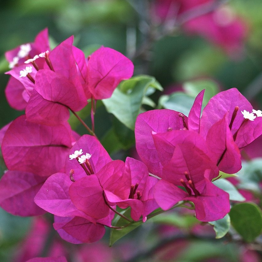 Bougainvillier violette de meze Plantes grimpantes Pepiniere de l Airial