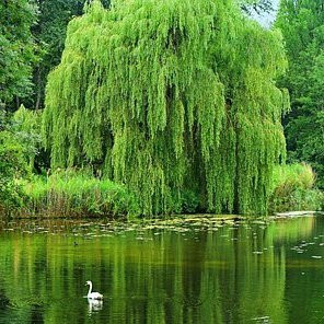 Salix babylonica – Arbres – Pepiniere de l Airial