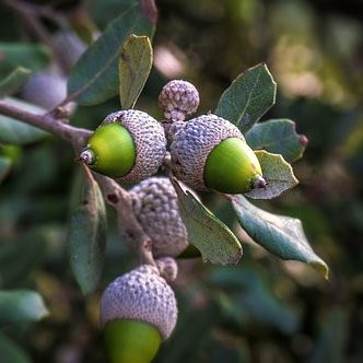 Quercus ilex – Arbres – Pepiniere de l Airial