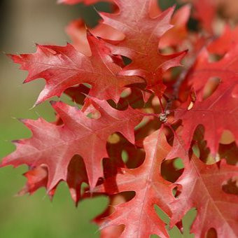 Quercus rubra – Arbres – Pepiniere de l Airial
